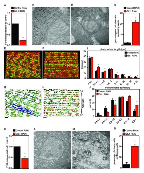 Drosophila Qil1 Is Required For Mitochondrial Homeostasis And Cj