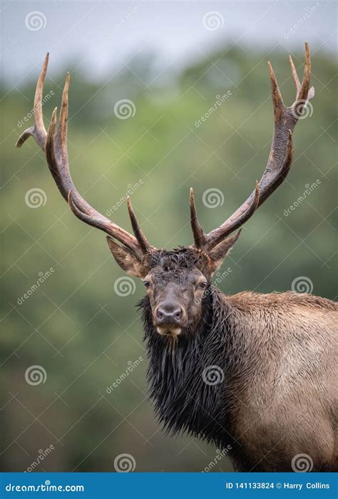 Bull Elk Portrait Stock Photo Image Of Holiday Green 141133824