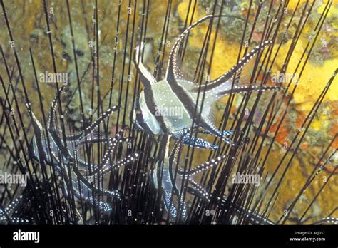 Banggai Cardinalfish Protected By Sea Urchin Spines Pterapogon Kaudemi