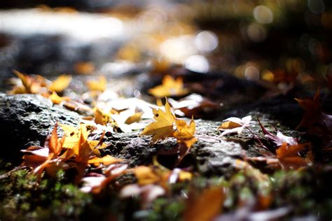 Selective Focus Photography Of Autumn Leaves Hd Wallpaper Wallpaper Flare