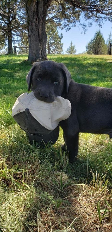 We are currently located in beautiful georgia, but formerly from. Charcoal Labrador in 2020 | Charcoal lab puppies, Charcoal ...