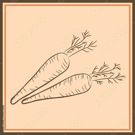 Farm Carrot Vegetable Isolated Sketch Fresh Carrot Orange Root With