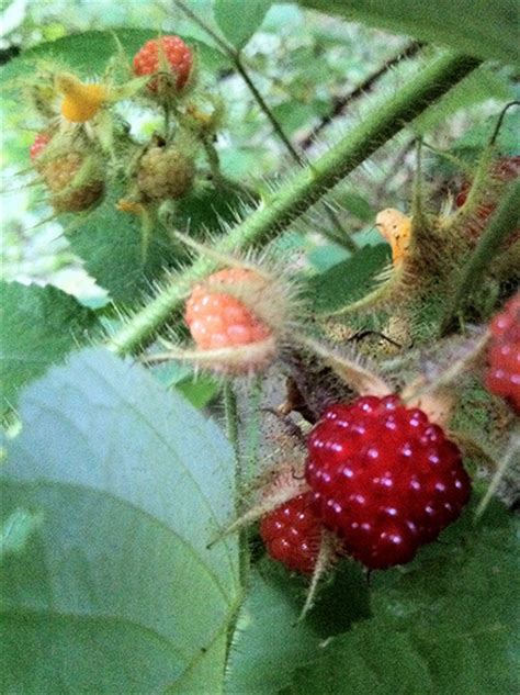 Edible Plants Eat Your Yard Wild Wineberries Harmonic Mama