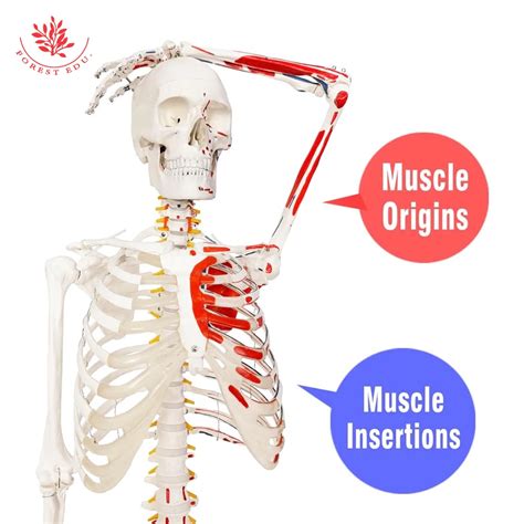 Frt A Educational Anatomy Human Skeleton Model With Half Side Muscle