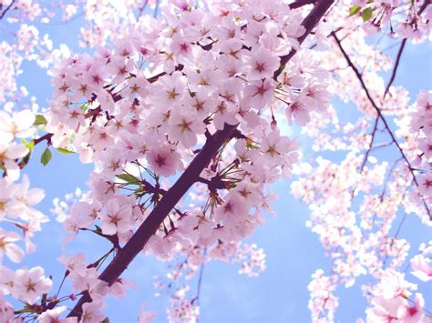 Pink Cherry Blossom Flowers Photo Fanpop Page