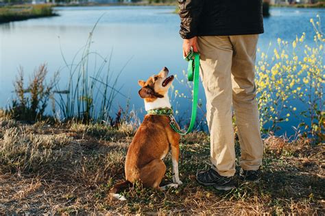 How to Walk Your Way to a Better Behaved Dog | 2 Hounds Design