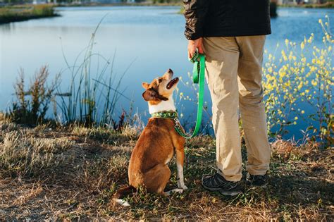 How To Walk Your Way To A Better Behaved Dog 2 Hounds Design