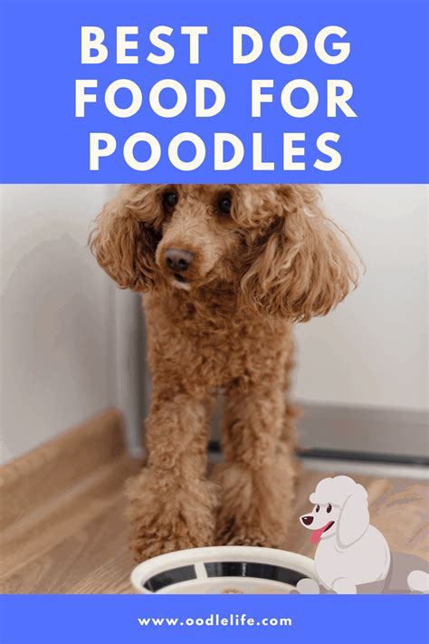 Best Dog Food For Poodles Oodle Life