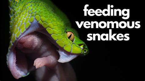 🍔 Feeding Venomous Snakes Youtube