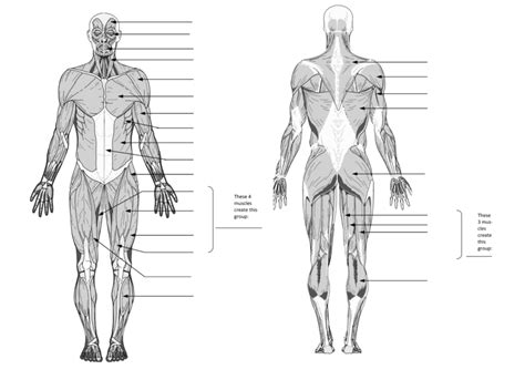 All Muscles In The Body Diagram Human Muscle System Functions Diagram