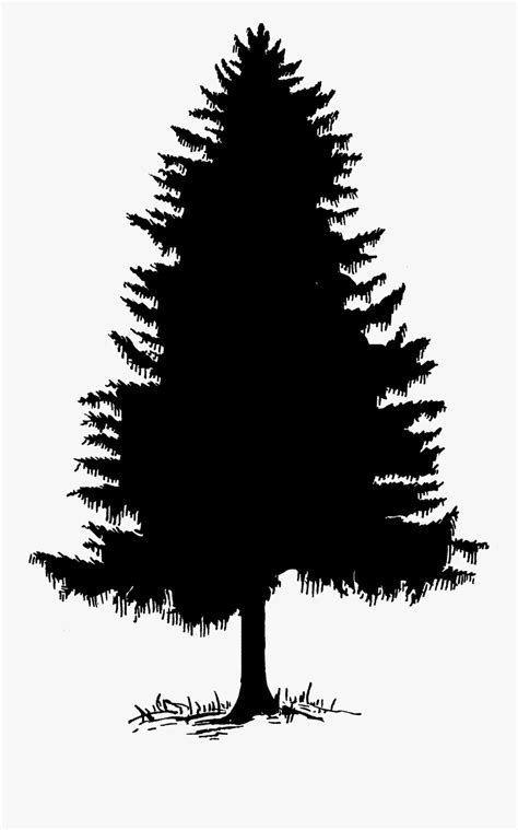 Clip Art Tree Silhouette Cedar Pine Pine Tree Outline Transparent