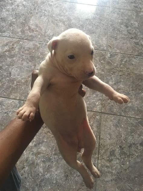 In some areas such as north america, australia, and europe, selling pedigree puppies are not allowed but puppies over eight weeks old. 6 Week Old Pitbull Puppy Pictures - Puppy And Pets