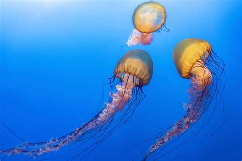 Now thanks to an awesome laser. Jellyfish Snot Can Sting a Human Without Even Touching Skin
