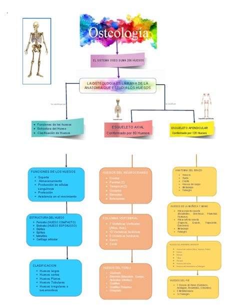 Osteologia Mapa Pdf Hueso Esqueleto