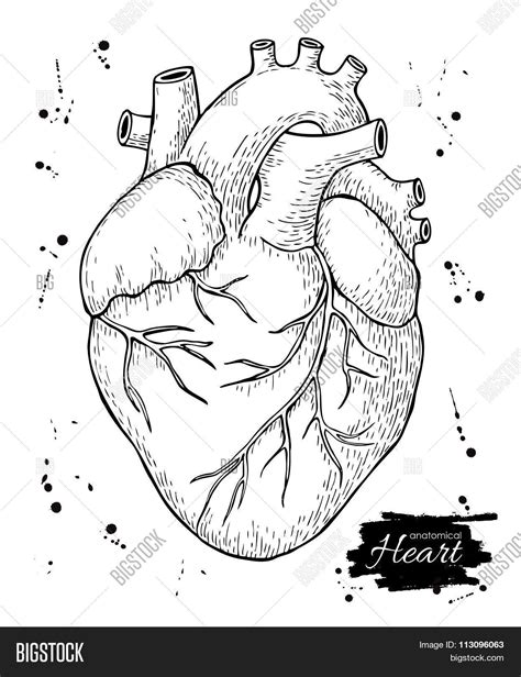 Anatomical Human Heart Engraved Detailed Illustration Image And Stock