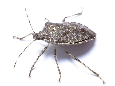 Stink Bug Information Identify Exterminate Stink Bugs
