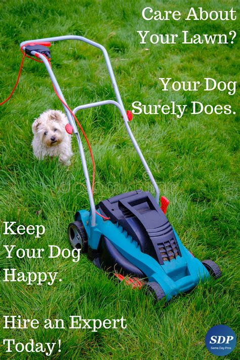 Your Dog Cares About Your Lawn You Should Too Read Bitly