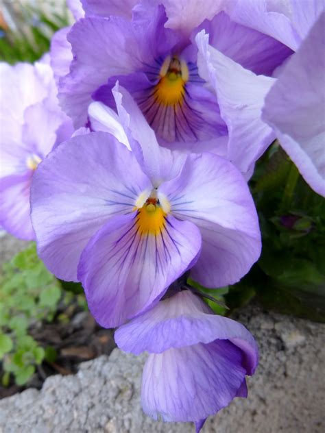 Maybe you would like to learn more about one of these? Free Images : nature, botany, flora, wildflower, flowers ...