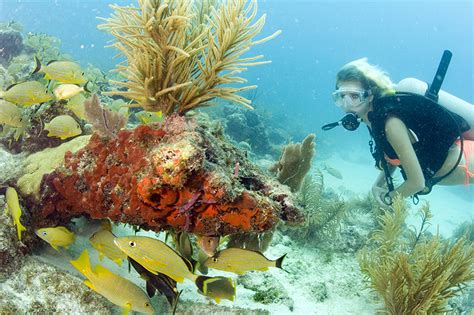 5 Meilleurs Endroits Pour Plonger Dans Les Florida Keys Forbes Travel