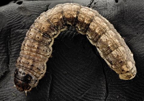 Cannon pest management is a leader in pest control organization certified with iso 9000. black cutworm, curled_2014-06-04-19.18.49 ZS PMax ...