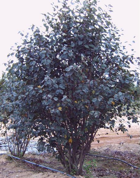Multi Stem Shadblow Serviceberry Amelanchier Canadensis Tree Trees