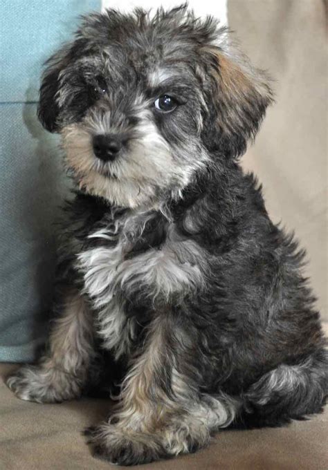 Miniature Schnoodle Mini Schnoodle Miniature Dog Breeds Gsp Dogs