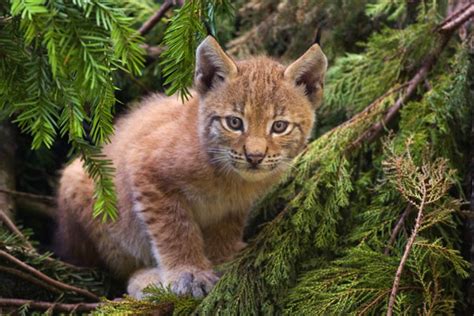 We've got the tracks and your fragrance game covered. EURASIAN LYNX