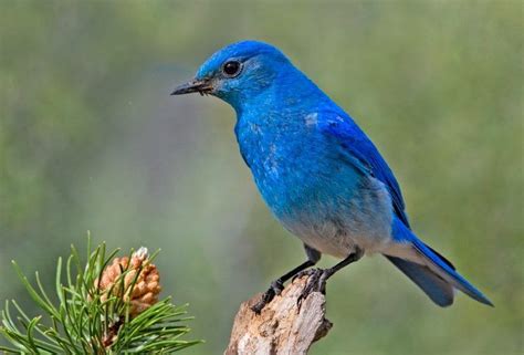 14 Amazing Blue Colored Birds In The World Pájaros Azules Aves Reír
