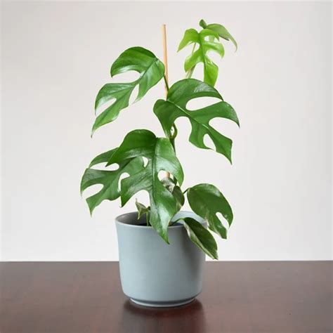 Monstera, split leaf philodendron, swiss cheese plant, hurricane plant, mexican breadfruit, cut leaf philodendron, fruit salad plant, ceriman, windowleaf normal indoor temperatures are actually ideal, although rather intense highs are generally not an issue. Mini Monstera Care Instructions | Philodendron plant ...