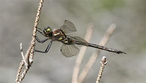 Five Fun Facts About Hines Emerald Dragonflies Forest Preserves Of