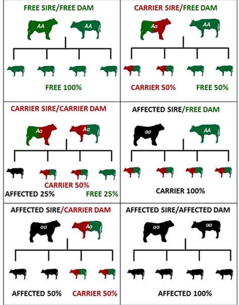 Genetic Defects Beef Cattle