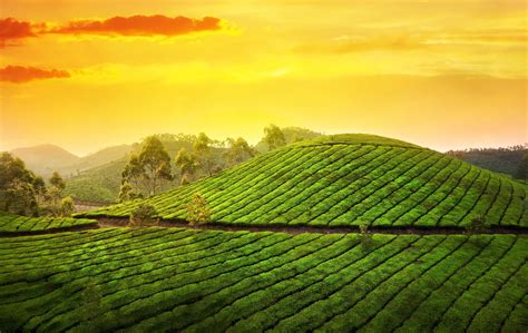 Kerala Highrange Munnar Tea Plantation Mist Mocambique Platina