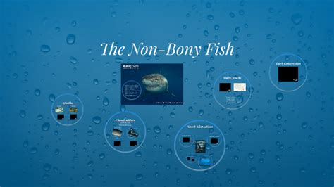 The Non Bony Fish By Mark Van Arsdale