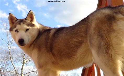 Finally, we are ready to show you our recommendations. Best Dog Food For Your Husky Puppy « Bama Huskies | Husky ...
