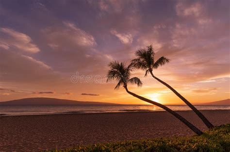 Palm Trees In A Kaanapali Beach Sunset Maui Stock Photo Image Of