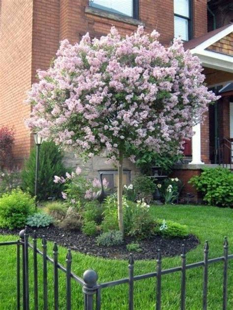 20 Best Small Trees For Front Yard Magzhouse