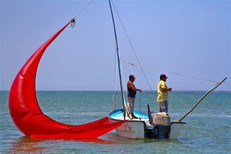 Se Establece Calendario De Veda De Temporada De Pesca De Camarón En El