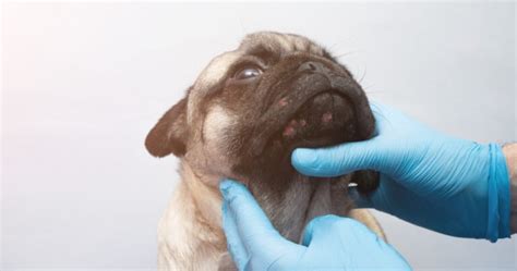 What Is Canine Acne Signs And Care Guide Vet Answer Pet Keen