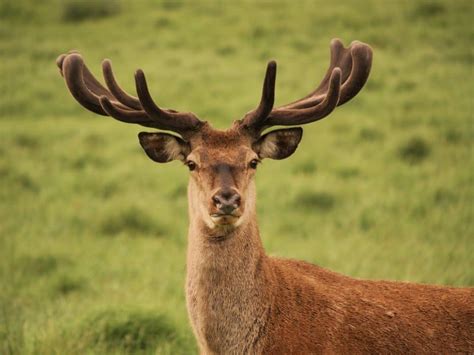 8 Deer Species Learn About All The Major Deer Species