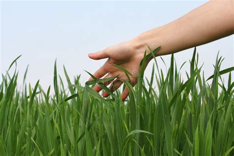 Hand Touching Grass Stock Image Image Of Lawn Close 9223859