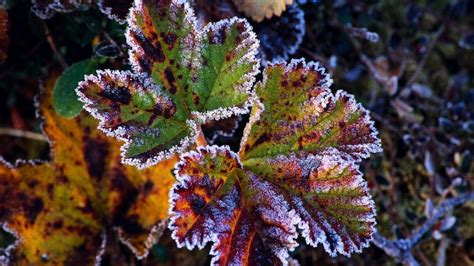 11,553 likes · 122 talking about this. Frost on leaves wallpapers and images - wallpapers, pictures, photos