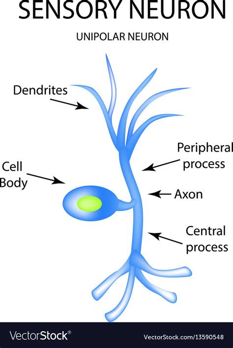 The Structure Of The Sensory Neuron Infographics Vector Image