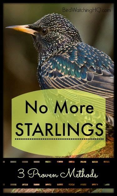 4 Proven Ways To Get Rid Of Starlings Today 2023 Artofit