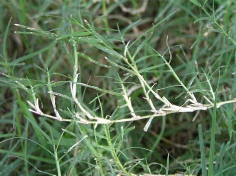 Durva Doob Grass Properties Parts Used Dosage And Benefits Santripty