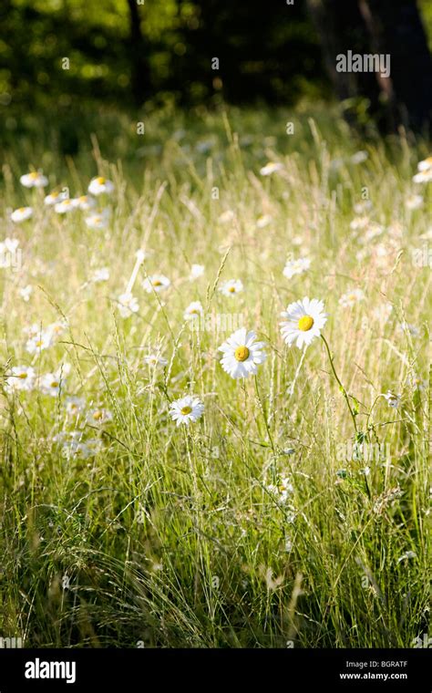 Field With Ox Eye Daisy Stock Photo Alamy