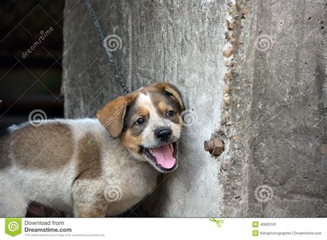 Cute Puppy With Huge Smiling Face Stock Image Image Of Dogs Animal
