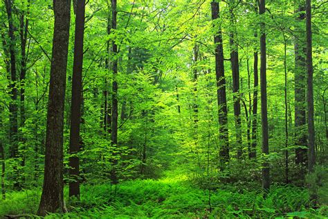 Free Images Tree Nature Hiking Sunlight Summer Green Trees