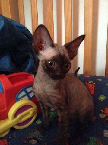 The cornish rex is a highly active cat that enjoys using its strong muscles to show off by climbing and leaping. Purebred Devon Rex kittens for sale. for Sale in Derry ...