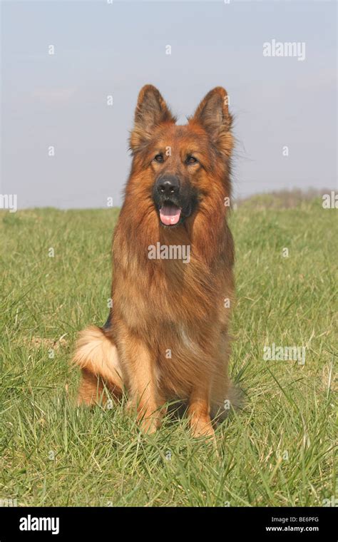 Long Haired German Shepherd Hi Res Stock Photography And Images Alamy