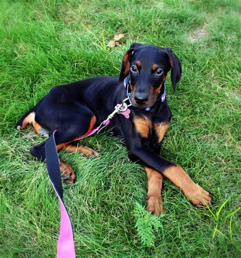 She's a 10 week old, german shepherd/beagle mix. Doberman Pinscher - My Doggy Rocks